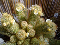 Mammillaria elongata